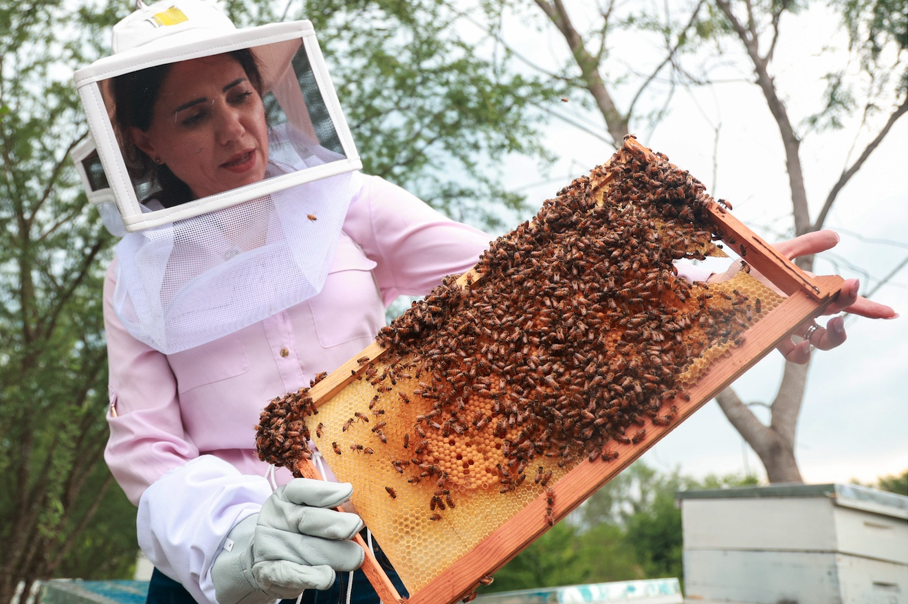 abejas apicultura ref